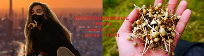 где продают   Покровск  Галлюциногенные грибы MAGIC MUSHROOMS 